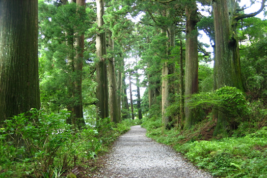 箱根旧街道杉並木のイメージ