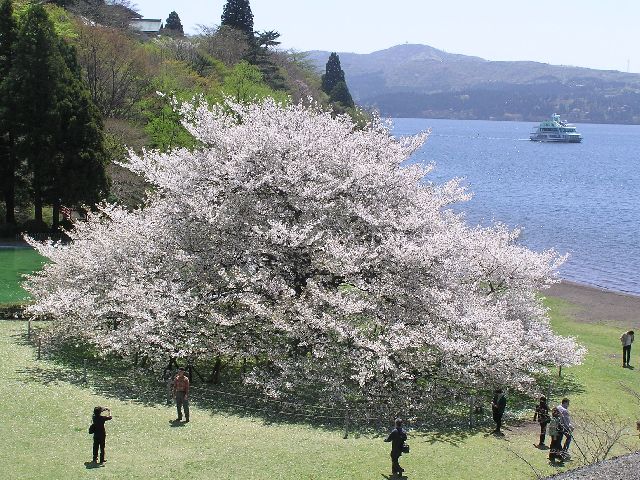 箱根園内　大島桜(見頃：4月中旬～下旬)
