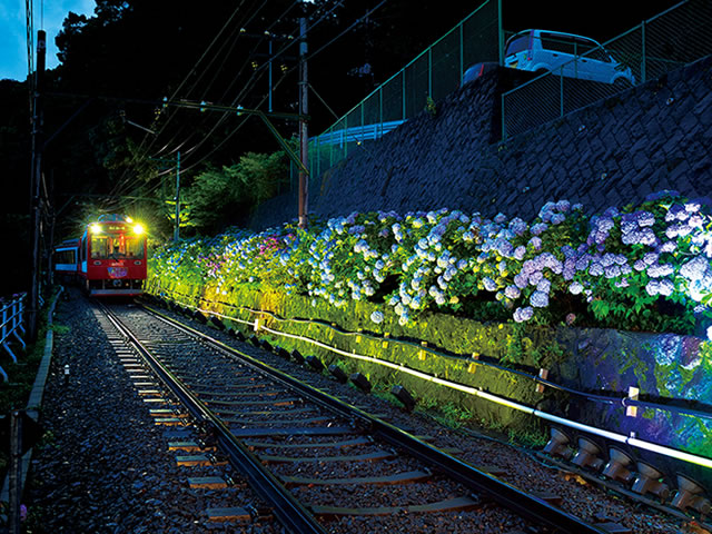 夜の紫陽花と登山電車