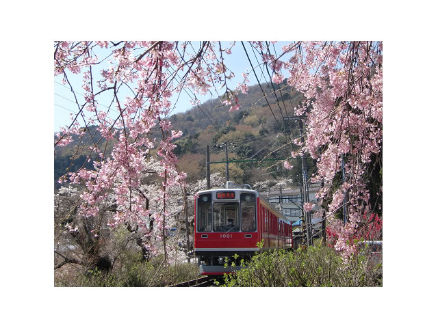 春の登山電車3