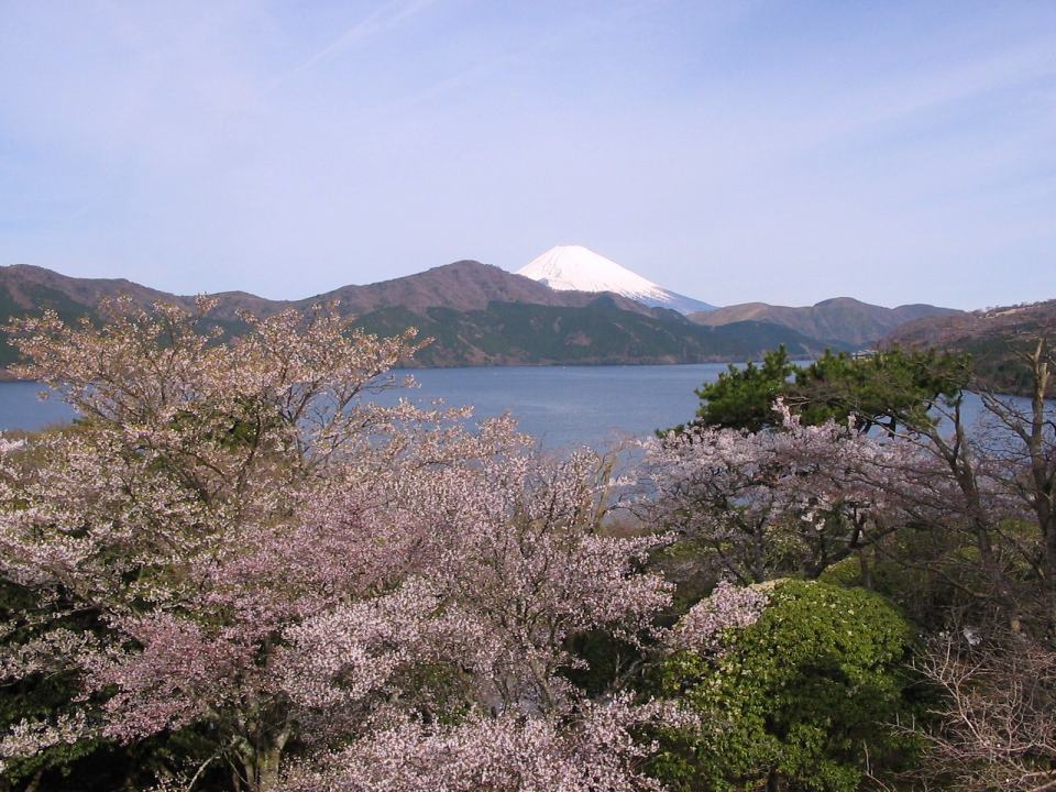 富士山とサクラ