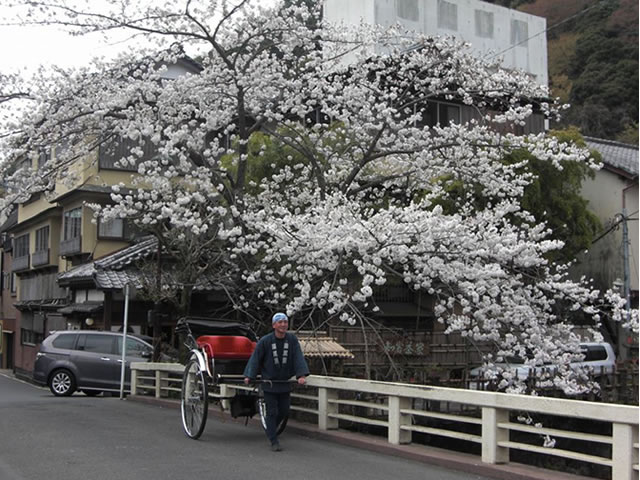 さくら咲き誇る箱根湯本周辺と人力車